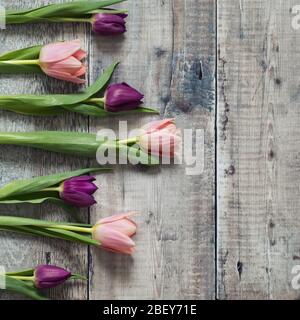 Row of pink and purple tulips on old wood background. Stock Photo
