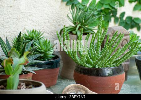 A collection of succulent plants displayed in an urban garden on a balcony Stock Photo