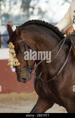 Face portrait of a brown spanish horse in a traditional competition with traditional bridle of high school in spain Stock Photo