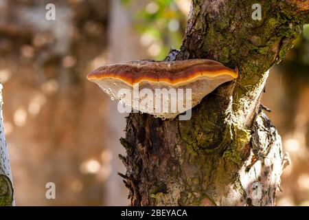 Inonotus hispidus, growing on the trunk of an old apple tree. Spain Stock Photo