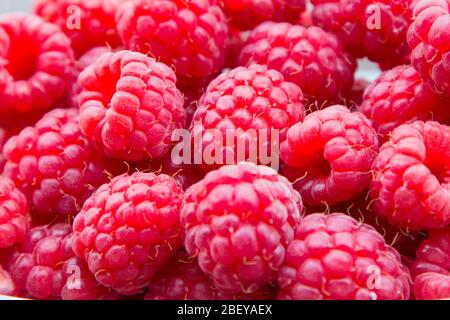 Vibrant background texture of ideal beautiful selection freshly picked ripe red organic raspberries Stock Photo