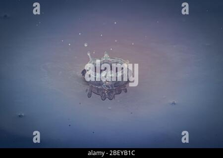 Splash of water crown on blue surface Stock Photo