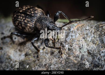 Weevil on a wall Stock Photo