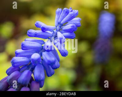 Muscari latifolium or broad leaved grape hyacinth flower in spring