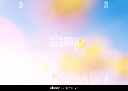 A double exposure with vintage light leaks of a close up of blurred butterups (Ranunculus) With an abstract, experimental dream like edit. Stock Photo