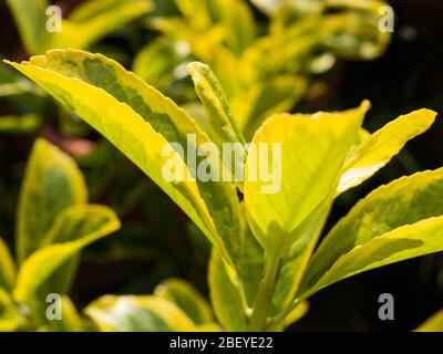Yellow and green variegated euonymus leaves Stock Photo