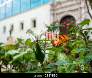 Urban wildlife: Orange Julia Longwing or Julia Butterfly (Dryas iulia) feeding on a flower in the centre of Havana old town, Cuba Stock Photo