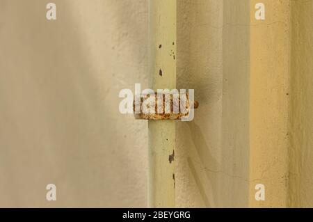 Rusty screw of the support of a small pipe on the wall (Pesaro, Italy, Europe) Stock Photo