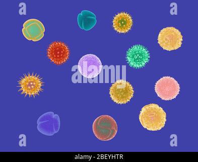 3d illustration of various flower, plant and tree pollens. Simulating scientific microscope images in graphic style, isolated on blue background. Stock Photo