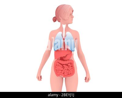 3D illustration of the internal anatomy of a woman with her hair pulled back, showing the respiratory and digestive systems. Stock Photo