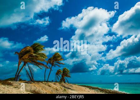 island Paradise - Palm trees hanging over a sandy white beach with stunning turquoise waters and white clouds against blue siiiiiiiiik Stock Photo