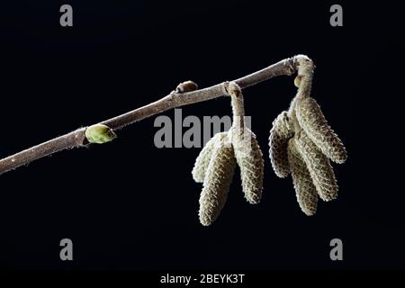 Male catkins of common hazel, Corylus avellana, photographed in January Stock Photo