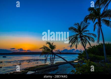 Coco palm at sunset over tropical beach in Caribbean sea. Vintage processed. Fashion travel and tropical beach concept Stock Photo