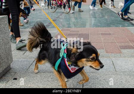 Wroclaw, Poland -  September 8 2019: Dog  parade Hau are you?: Mongrel dog is in a hurry to run on a leash with owner. Stock Photo