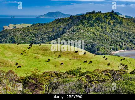 Cattle grazing on hills above Manaia Harbour, from Manaia Road (SH25), west side of Coromandel Peninsula, Waikato Region, North Island, New Zealand Stock Photo