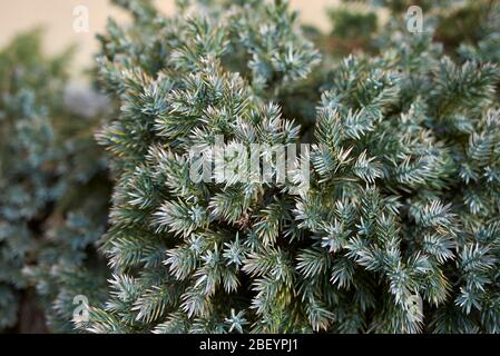 Juniperus formosana blue silver foliage Stock Photo
