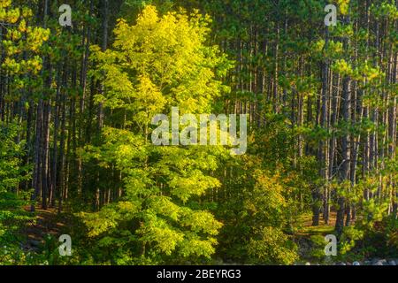Pine forest with ash tree, Algonquin Provincial Park, Nipissing Township, Ontario, Canada Stock Photo