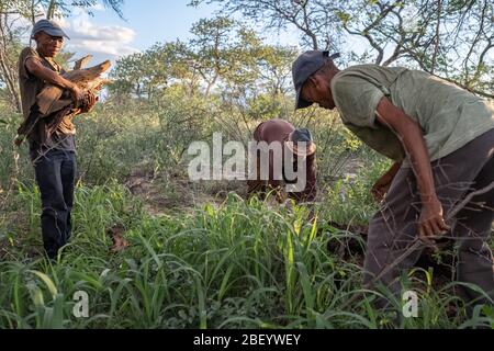 Jo/hoansi men from a village in Nyae Nyae collect firewood for cooking and protection in the night. Namibia. Stock Photo