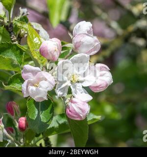 Beautiful Crabapple Blossom on a Crab Apple Tree in a Garden in Alsager Cheshire England United Kingdom UK Stock Photo