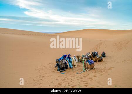 Mhamid, Morocco - March 16, 2020: Caravan of camels and Bedouins resting on the dunes of Sahara Desert Stock Photo