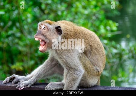 Horizontal full length close up photo of an angry Long tailed macaque showing teeth and fangs trying to attack a man in a park Stock Photo
