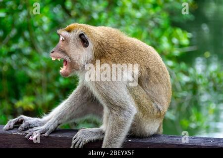 Horizontal full length close up photo of an angry Long tailed macaque showing teeth and fangs trying to attack a man in a park Stock Photo