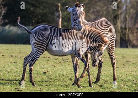 Grévy's zebras (Equus grevyi), also imperial zebra, threatened African equid, captive at Whipsnade Zoo, UK Stock Photo