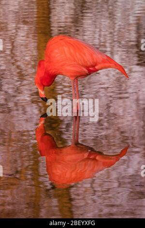 Greater flamingos (Phoenicopterus roseus) in bright pink colour,  wading birds reflected in lake water at sunset