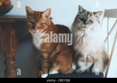 two domestic cats sitting on chair next to kitchen table directly looking at camera Stock Photo