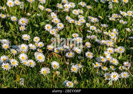 Daisies in the grass, beautiful white small flowers that bloom in mass between the grass in the spring Stock Photo