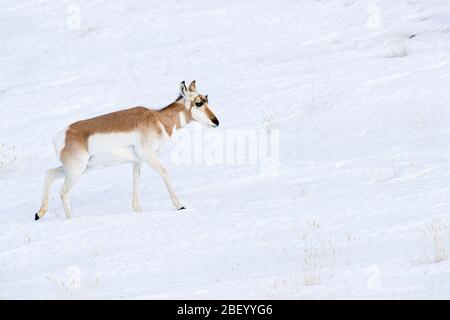 Pronghorn in Yellowstone National Park Montana USA Stock Photo