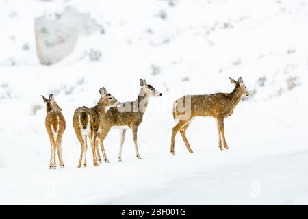 White-tailed deer in Yellowstone National Park Montana USA Stock Photo