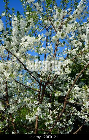 Young cherry tree in bloom Stock Photo