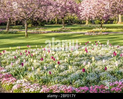 A bed of tulips, white alyssum and pink Bellis daisies with flowering pink cherry trees in the background in an urban public park in England. Stock Photo