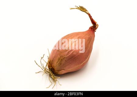 Vegetables: a shallot isolated on a white background Stock Photo