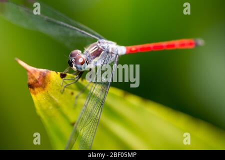 Macro Shot of a Dragon Fly focusing on the head and eyes showing very detailed eyes and small hairs, detailed wings and red tail resting on a leaf Stock Photo