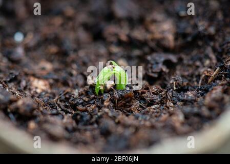 A seedling of a sweet pea Spencer waved mixed (Lathyrus odoratus Spencer Waved Mix) grown in a toilet roll Stock Photo