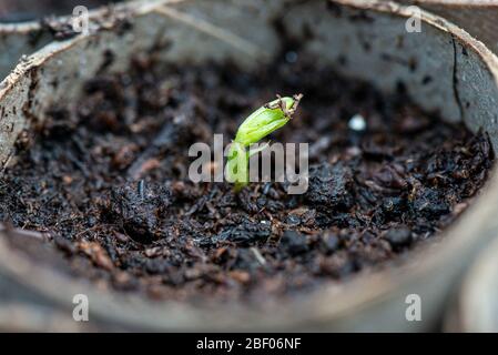 A seedling of a sweet pea Spencer waved mixed (Lathyrus odoratus Spencer Waved Mix) grown in a toilet roll Stock Photo