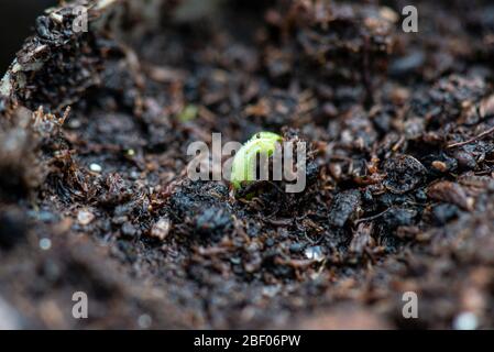 A seedling of a sweet pea Spencer waved mixed (Lathyrus odoratus Spencer Waved Mix) grown in a toilet roll Stock Photo