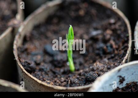 A seedling of a sweet pea Spencer waved mixed (Lathyrus odoratus Spencer Waved Mix) grown in a toilet roll Stock Photo