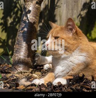 Ginger Tabby Cat Close up of head showing fur nose eyes and whiskers Stock Photo