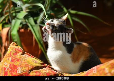 Three colored cat eating a house plant at home.