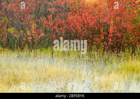 Frosted roadside grasses near an autumn pin cherry tree, Greater Sudbury, Ontario, Canada Stock Photo