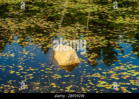 Beaver pond in late summer, Algonquin Provincial Park, Nipissing Township, Ontario, Canada Stock Photo