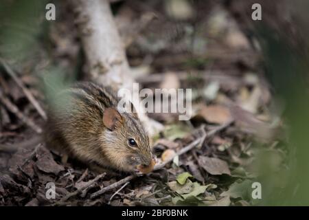 Four-striped grass mouse, Rhabdomys pumilio, forages for seeds in the undergrowth of  thicket vegetation in Addo Elephant National Park, South Africa Stock Photo