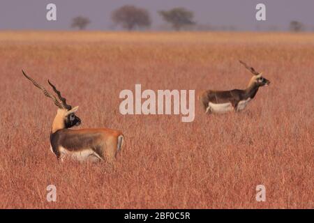 Two Blackbucks grazing in the grassland of Velavadar National Park (Gujarat, India) Stock Photo