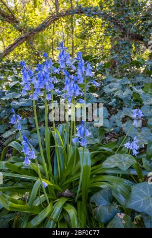 Bluebells (Hyacinthoides non-scripta, the native English bluebell), flowering in woodland in spring, Surrey, south-east England, UK - close-up view Stock Photo