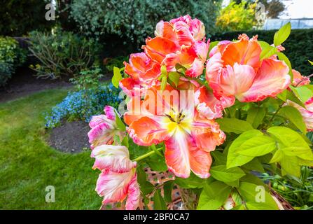 Arrangement of large multi-coloured Apricot Parrot tulips with irregular shaped frilly petals flowering in late spring, in a garden in Surrey, UK Stock Photo