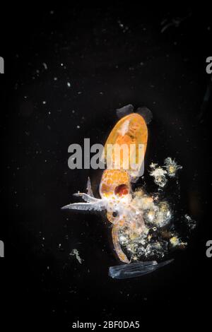 This larval cephalopod sampled in bongo net in the Indian Ocean off South Africa would grow up to be a squid, but as a larvae it floats with  plankton Stock Photo