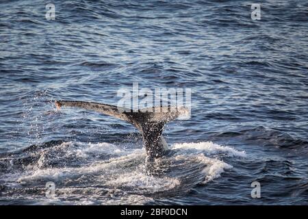 Humpback whale, Megaptera novaeangliae, are individually recognizable by the black and white patterns on the underside of their flukes, South Africa. Stock Photo